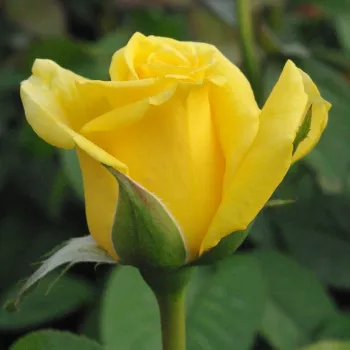 Rosa Golden Delight - jaune - rosiers floribunda