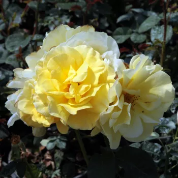 Rumena - Vrtnice Floribunda   (50-60 cm)