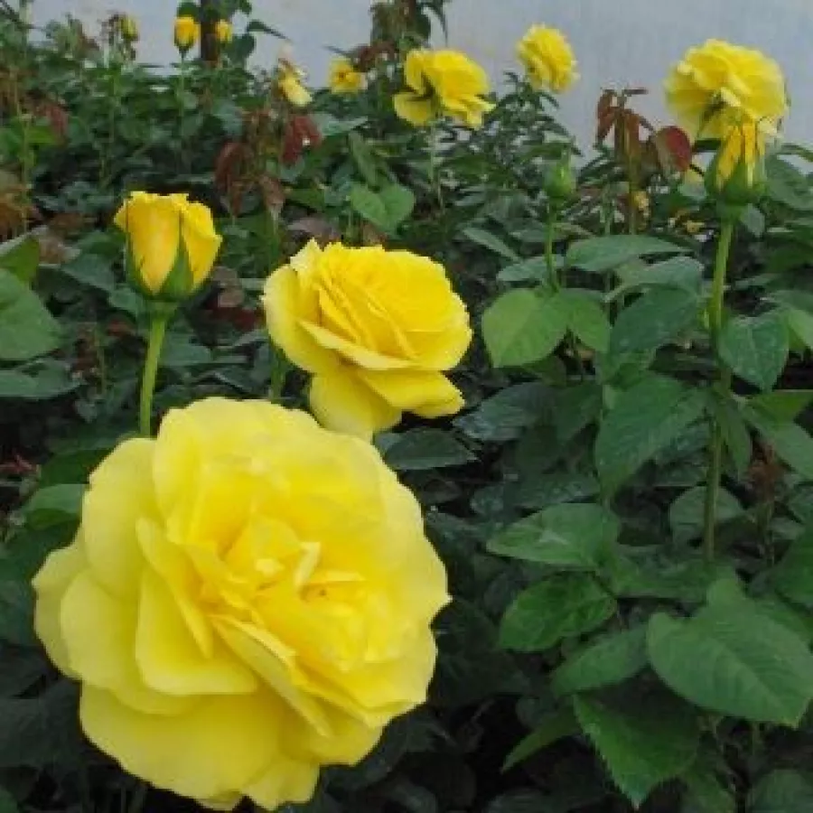 Trandafiri Floribunda - Trandafiri - Golden Delight - comanda trandafiri online
