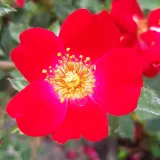Vörös - virágágyi polianta rózsa - Online rózsa vásárlás - Rosa Amulet™ - diszkrét illatú rózsa - gyümölcsös aromájú