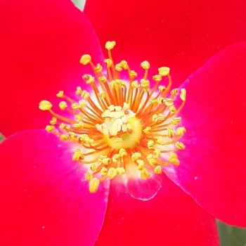 Online rózsa vásárlás - vörös - virágágyi polianta rózsa - Amulet™ - diszkrét illatú rózsa - gyümölcsös aromájú - (40-50 cm)