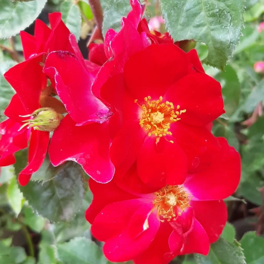 Czerwony - Róża - Amulet™ - Szkółka Róż Rozaria