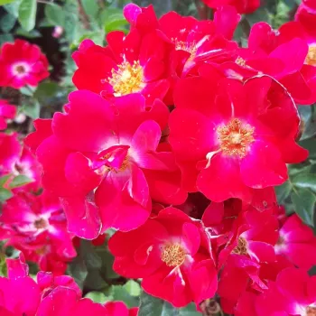 Červený - záhonová ruža - polyanta   (40-50 cm)