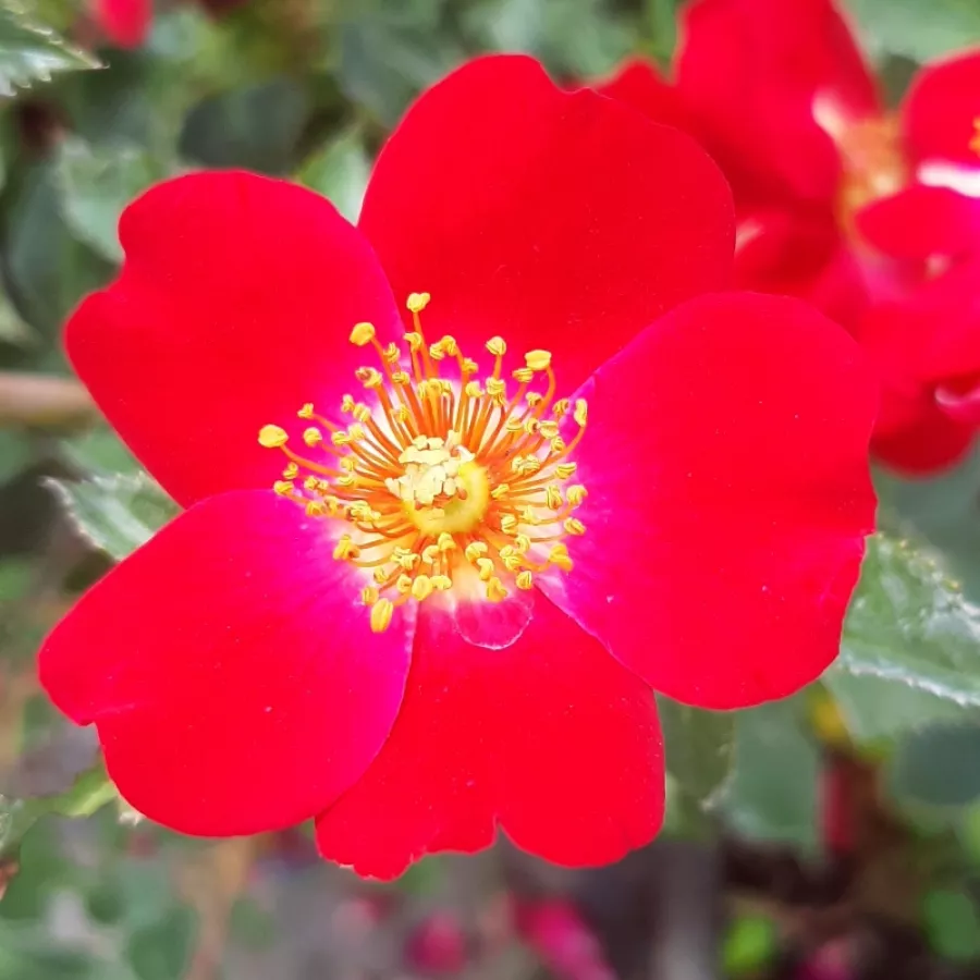 Roșu - Trandafiri - Amulet™ - 