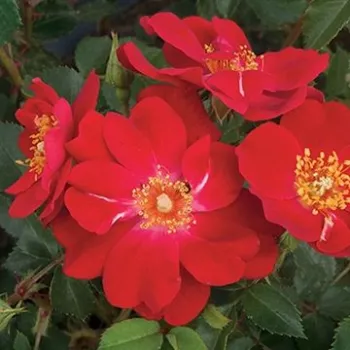 Fel rood - Polyantha roos   (40-50 cm)