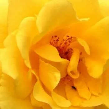 Online rózsa kertészet - sárga - climber, futó rózsa - Golden Gate ® - diszkrét illatú rózsa - damaszkuszi aromájú - (200-300 cm)