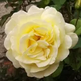 Climber, popínavá ruža - žltá - mierna vôňa ruží - damascus - Rosa Golden Gate ® - Ruže - online - koupit