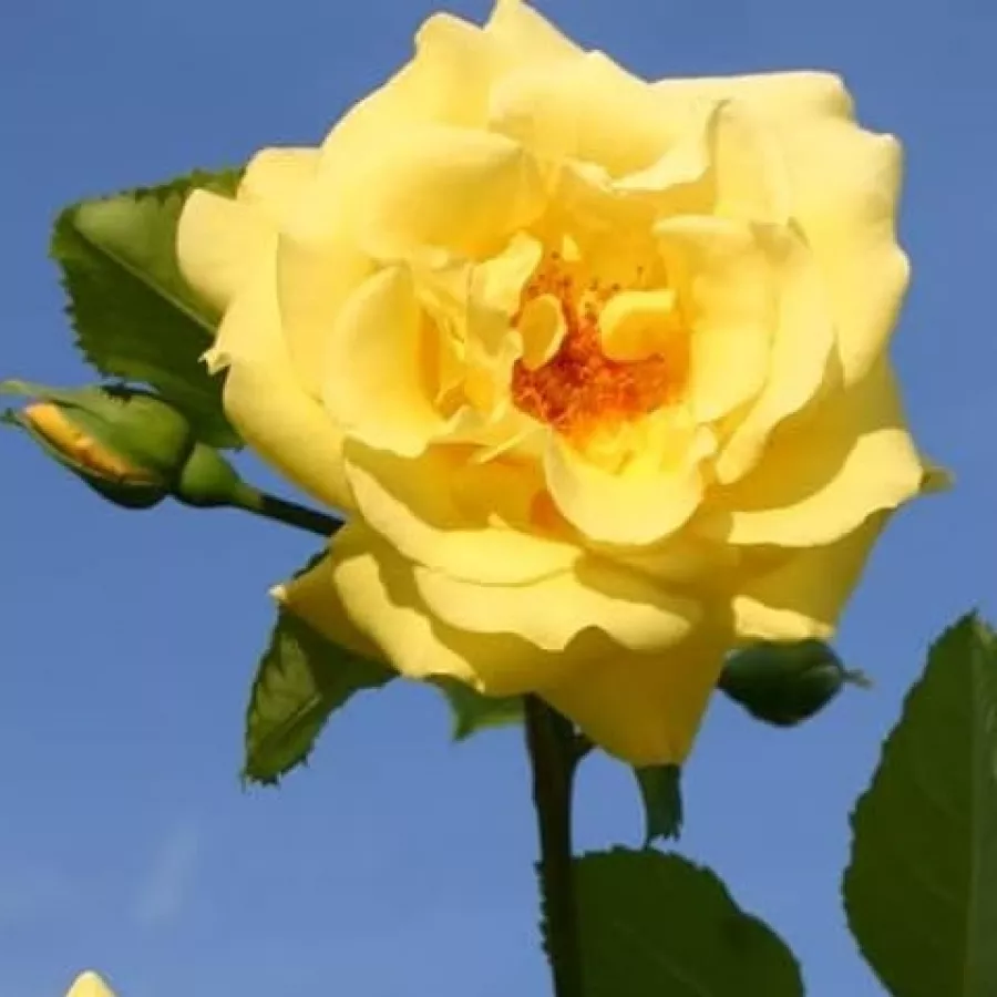 Rumena - Roza - Golden Gate ® - Na spletni nakup vrtnice