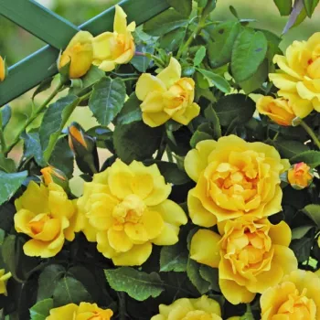 Rosa Golden Gate ® - žltá - climber, popínavá ruža