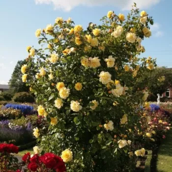 Zlatožltá - climber, popínavá ruža   (200-300 cm)