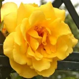 žltá - stromčekové ruže - Rosa Golden Gate ® - mierna vôňa ruží - damascus