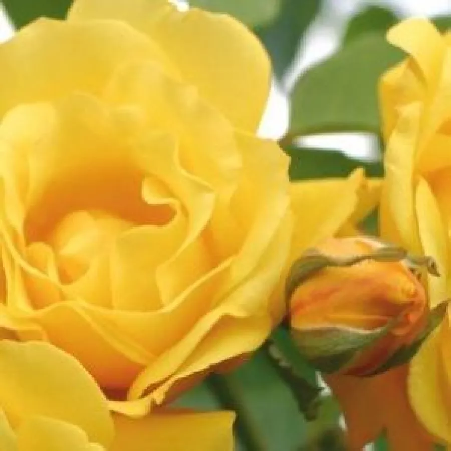 Stromčekové ruže - Stromkové ruže, kvety kvitnú v skupinkách - Ruža - Golden Gate ® - 