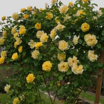 Amarillo dorado - árbol de rosas de flores en grupo - rosal de pie alto - rosa de fragancia discreta - damasco