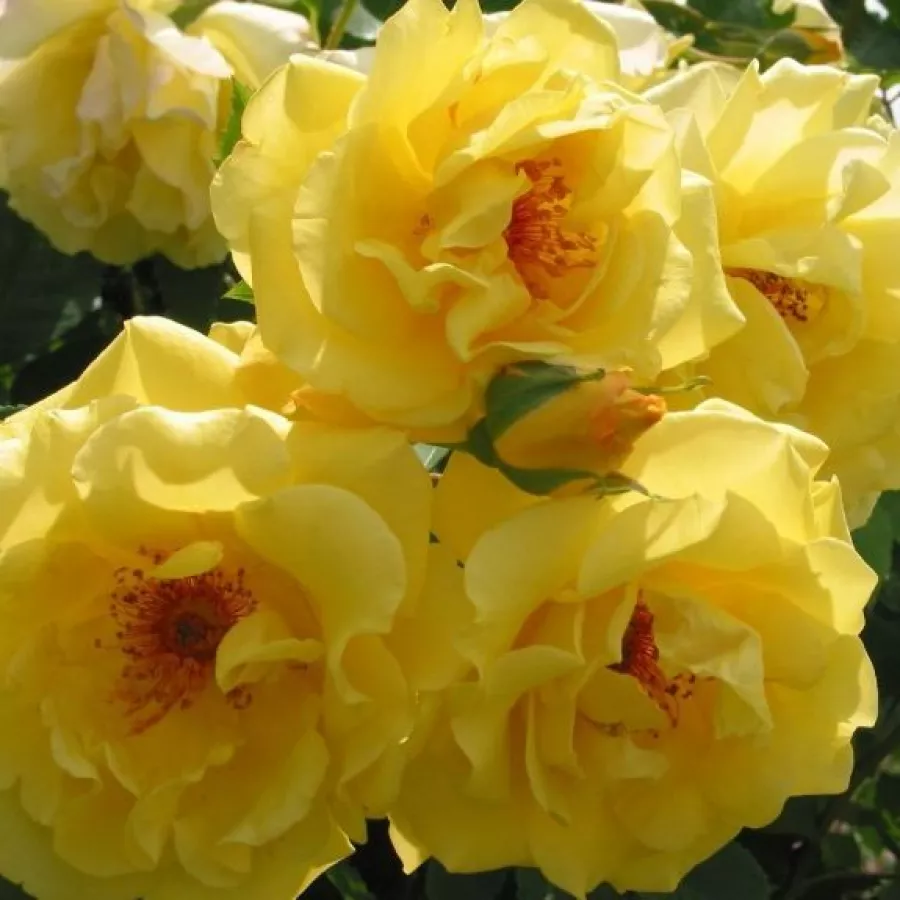 Trandafiri climber - Trandafiri - Golden Gate ® - comanda trandafiri online