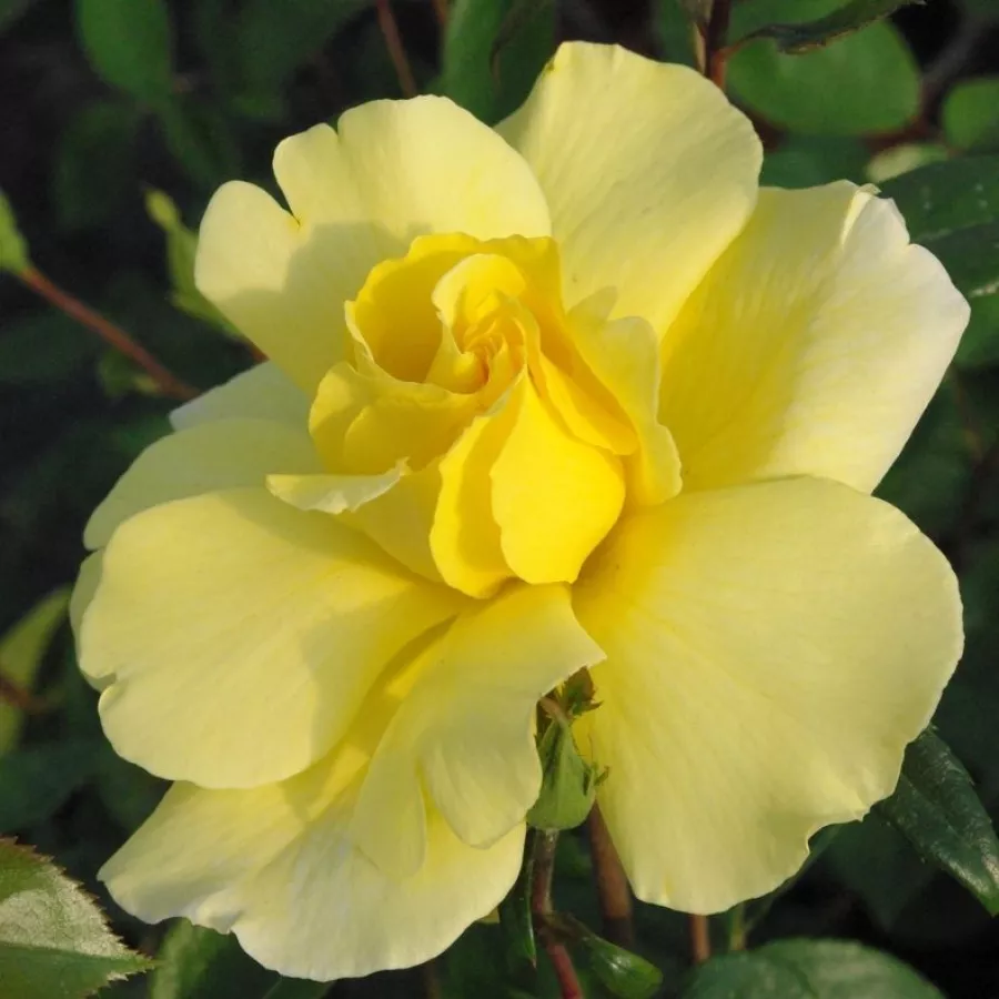 Giallo - Rosa - Golden Showers® - Produzione e vendita on line di rose da giardino