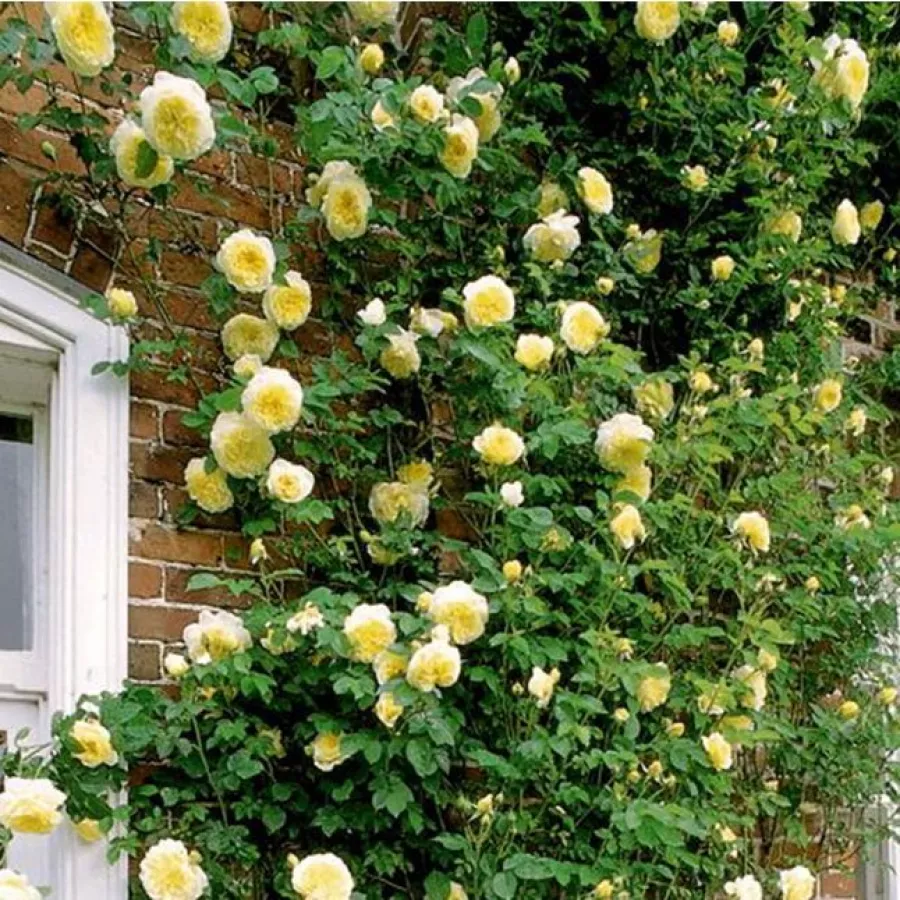 Golden Showers - Rosa - Golden Showers® - Produzione e vendita on line di rose da giardino