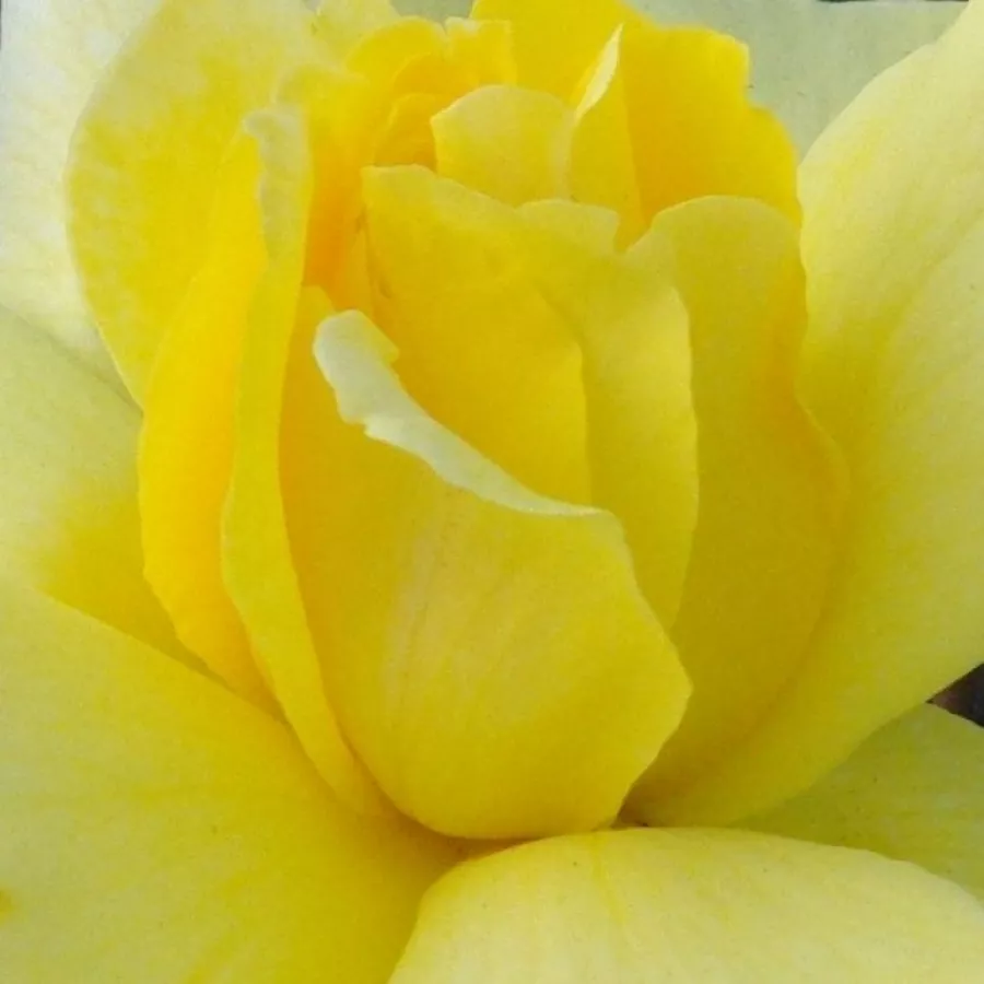 Climber, Large-Flowered Climber - Trandafiri - Golden Showers® - Trandafiri online