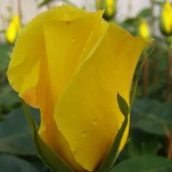 Rosa Golden Showers® - galben - trandafiri pomisor - Trandafir copac cu trunchi înalt – cu flori în buchet