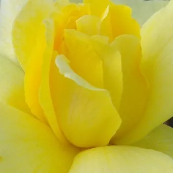 Pedir rosales - amarillo - árbol de rosas de flores en grupo - rosal de pie alto - Golden Showers® - rosa de fragancia moderadamente intensa - miel