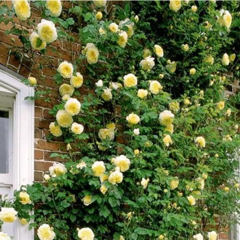 Žltá - stromčekové ruže - Stromkové ruže, kvety kvitnú v skupinkách