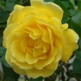 Ruža puzavica - srednjeg intenziteta miris ruže - žuta boja - Rosa Golden Showers®