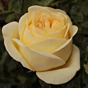 GOLDSTONE – goldgelbe Teehybride-Rose - pharmaROSA®