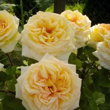 Gleichmäßiger, leuchtend goldgelber Farbton. - teehybride rose - mittelstark, gut wahrnehmbar duftende rose - frisch, zitrusartig