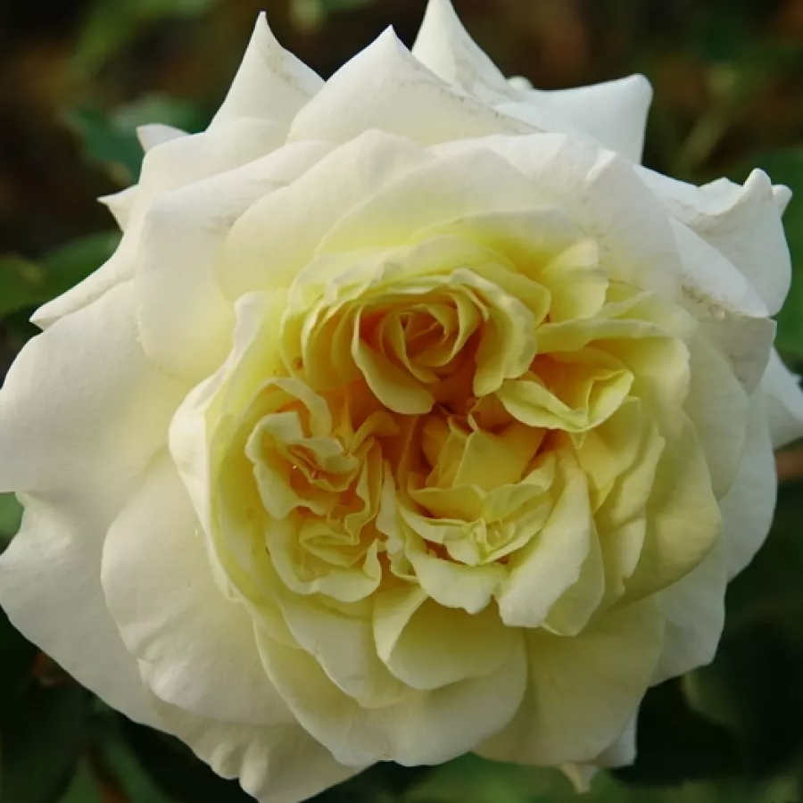 Diszkrét illatú rózsa - Rózsa - Goldstone - kertészeti webáruház