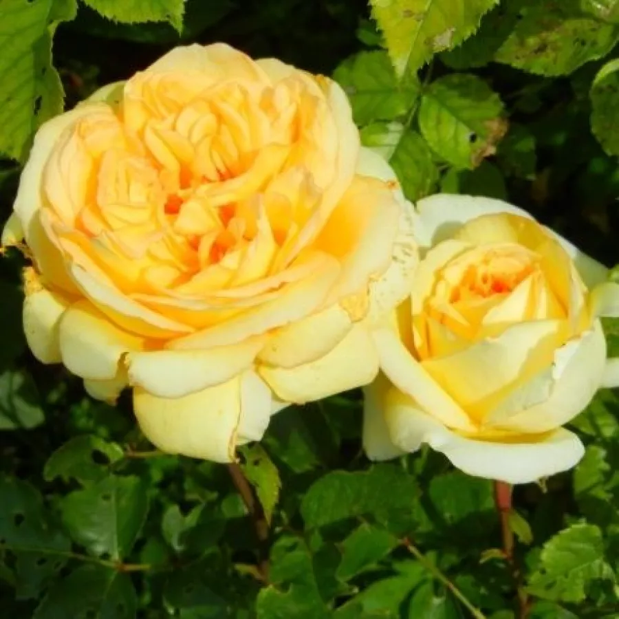 Hybrid Tea - Rose - Golden Tower® - rose shopping online