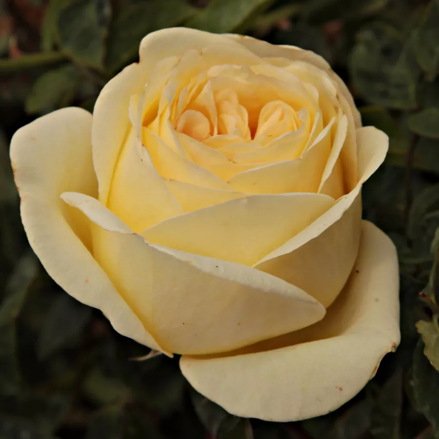 Diskreten vonj vrtnice - Roza - Goldstone - vrtnice - proizvodnja in spletna prodaja sadik