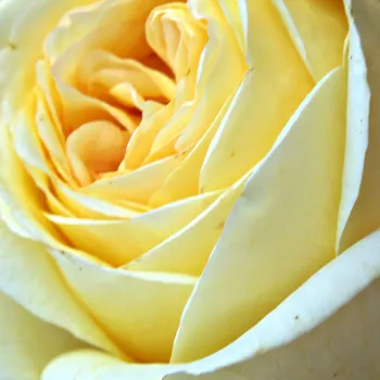 Питомник РозPoзa Голден Тауер® - Чайно-гибридные розы - желтая - роза с тонким запахом - Розен-Тантау - Сорт розы с крупными цветами, длинными прямыми стеблями подходит для срезки.