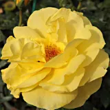 Sárga - virágágyi floribunda rózsa - Online rózsa vásárlás - Rosa Golden Wedding - diszkrét illatú rózsa - kajszibarack aromájú