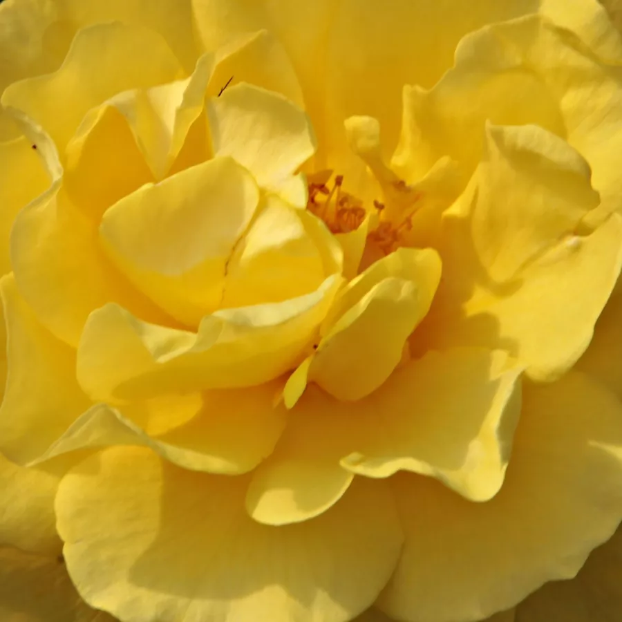 Floribunda - Ruža - Golden Wedding - Ruže - online - koupit