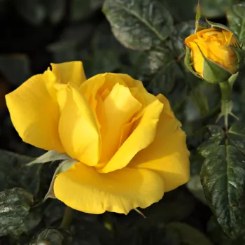Rosa Golden Wedding - žlutá - stromkové růže - Stromkové růže, květy kvetou ve skupinkách