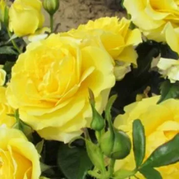 Žlutá - stromkové růže - Stromkové růže, květy kvetou ve skupinkách