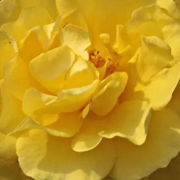 Rosa Golden Wedding - rosa de fragancia discreta - Árbol de Rosas Floribunda - rosal de pie alto - amarillo - Jack E. Christensen- forma de corona tupida - Rosal de árbol con multitud de flores que se abren en grupos no muy densos.