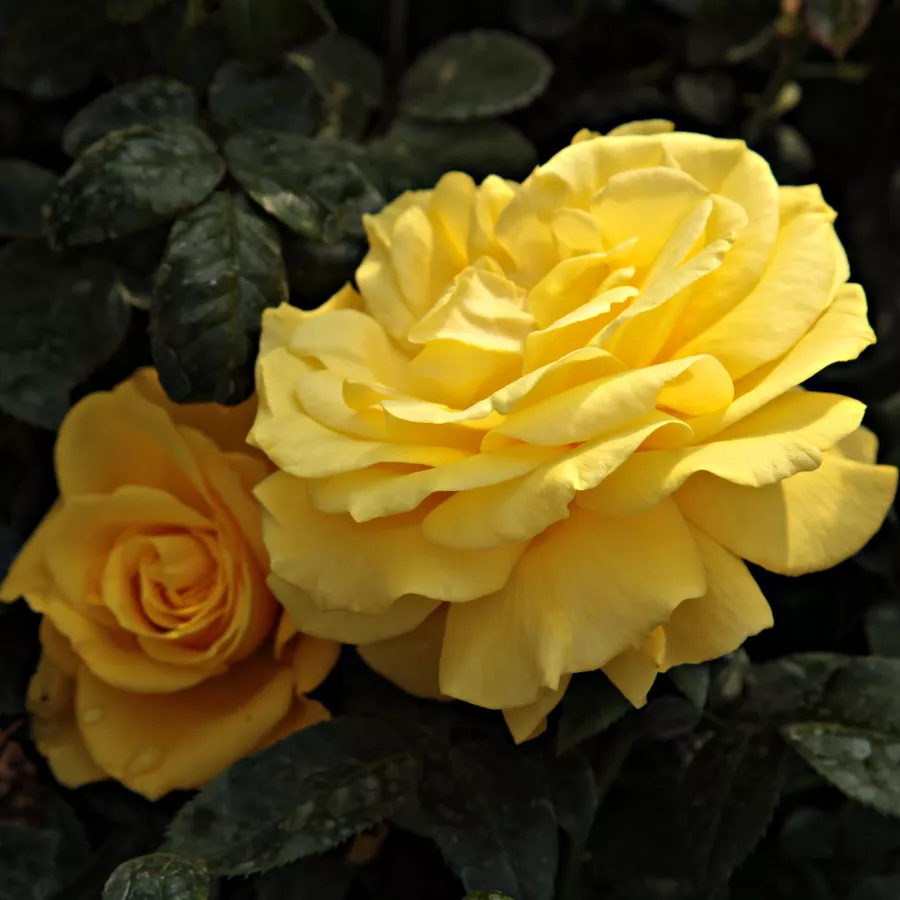 Róże rabatowe grandiflora - floribunda - Róża - Golden Wedding - róże sklep internetowy