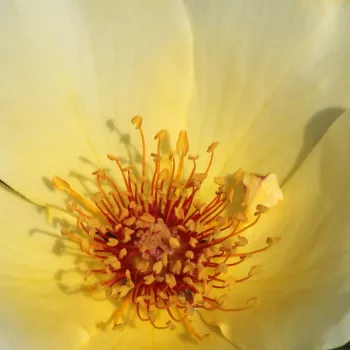 Online rózsa vásárlás - sárga - vadrózsa - Golden Wings - diszkrét illatú rózsa - damaszkuszi aromájú - (100-200 cm)