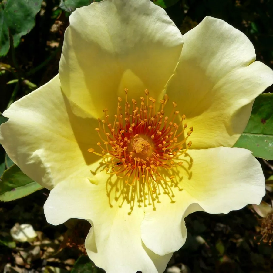Rose Selvatiche - Rosa - Golden Wings - Produzione e vendita on line di rose da giardino