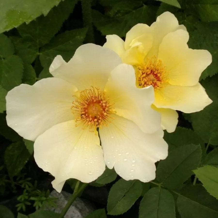 Giallo - Rosa - Golden Wings - Produzione e vendita on line di rose da giardino