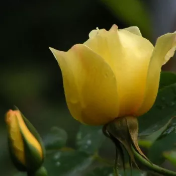 Rosa Golden Wings - galben - trandafiri pomisor - Trandafir copac cu trunchi înalt – cu flori simpli