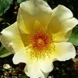 Stromčekové ruže - žltá - Rosa Golden Wings - mierna vôňa ruží - damascus