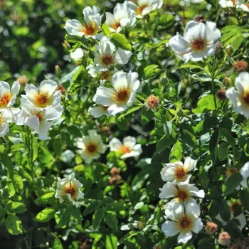 Jaune pâle - Fleurs simples - rosier à haute tige - buissonnant