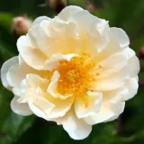 Fehér - történelmi - régi kerti rózsa - Online rózsa vásárlás - Rosa Goldfinch - diszkrét illatú rózsa - gyümölcsös aromájú