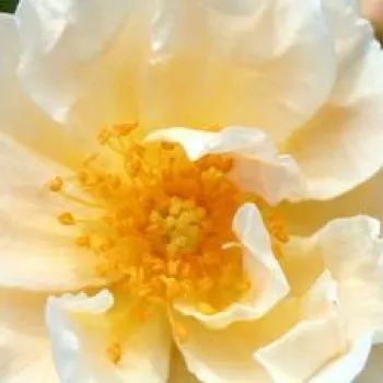 Rózsa rendelés online - fehér - történelmi - régi kerti rózsa - Goldfinch - diszkrét illatú rózsa - gyümölcsös aromájú - (50-100 cm)