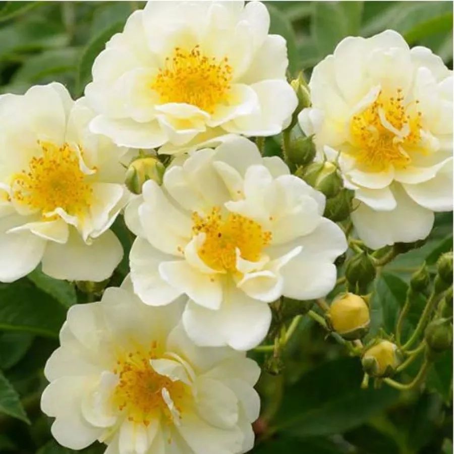 Biely - Ruža - Goldfinch - Ruže - online - koupit