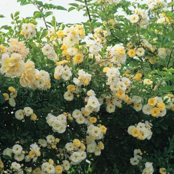 Rosa Goldfinch - biały - stare róże ogrodowe