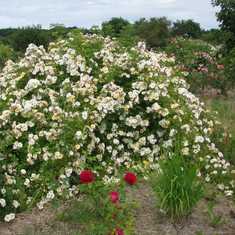Goldfinch - Róża - Goldfinch - Szkółka Róż Rozaria