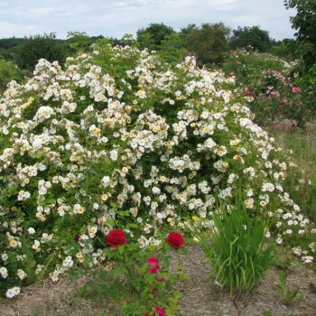 Krémově bílá se žlutým středem - stromkové růže - Stromková růže s drobnými květy