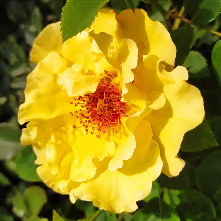 Róże parkowe - Róża - Goldspatz ® - Szkółka Róż Rozaria